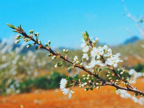 Mùa xuân từ tháng 3-5. Trước kì thi vào lớp 10